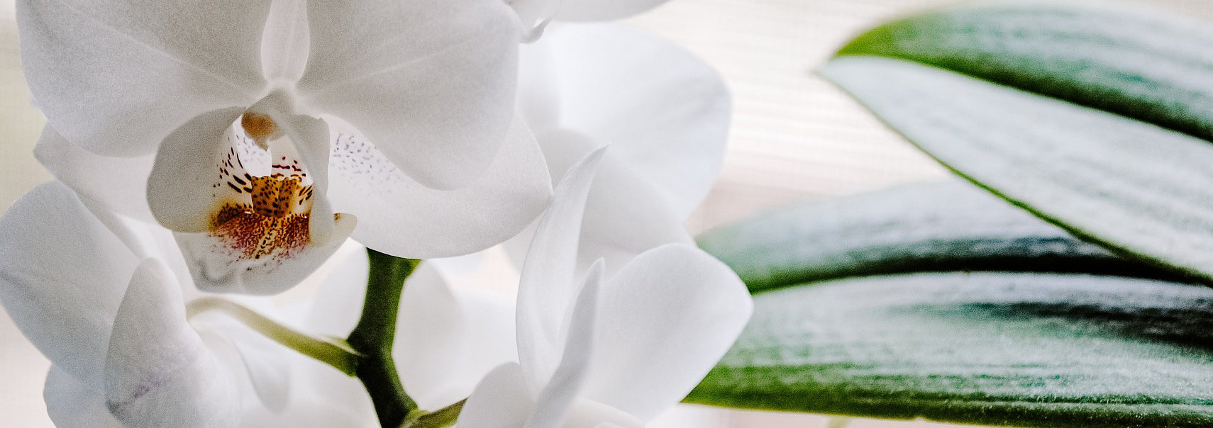 Plants flowers in Erlanger, KY | Swan Floral & Gift Shop Inc