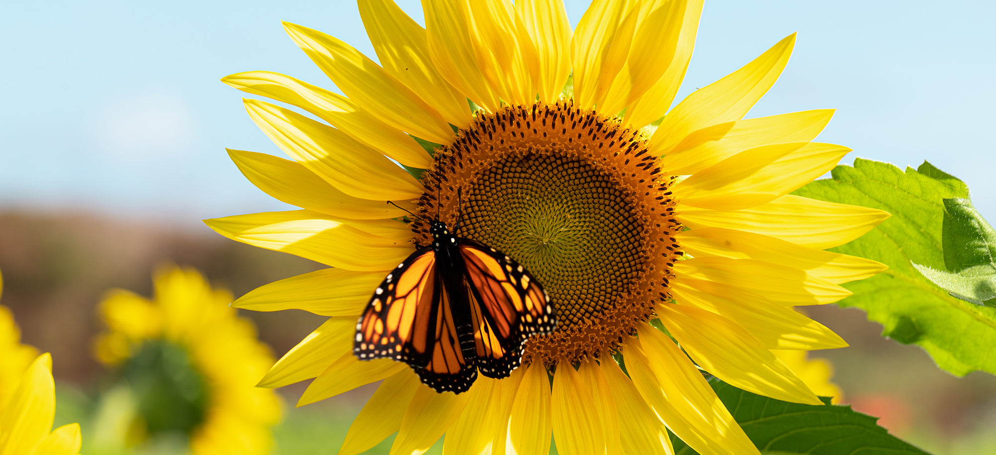 Summer Flowers Delivery Erlanger Swan Floral & Gift Shop IncPage 2