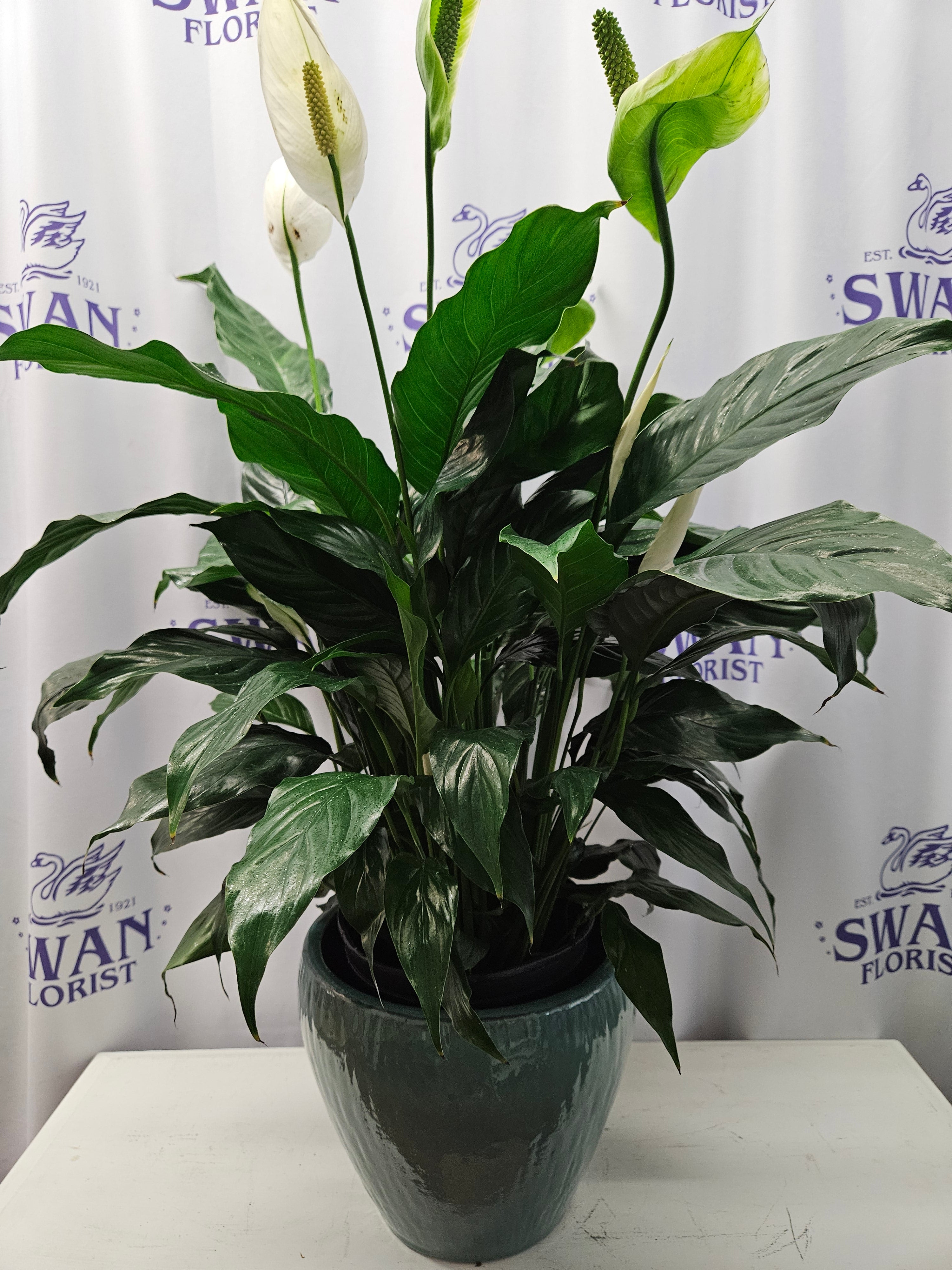 peace lily representation Athens Peace Lily
