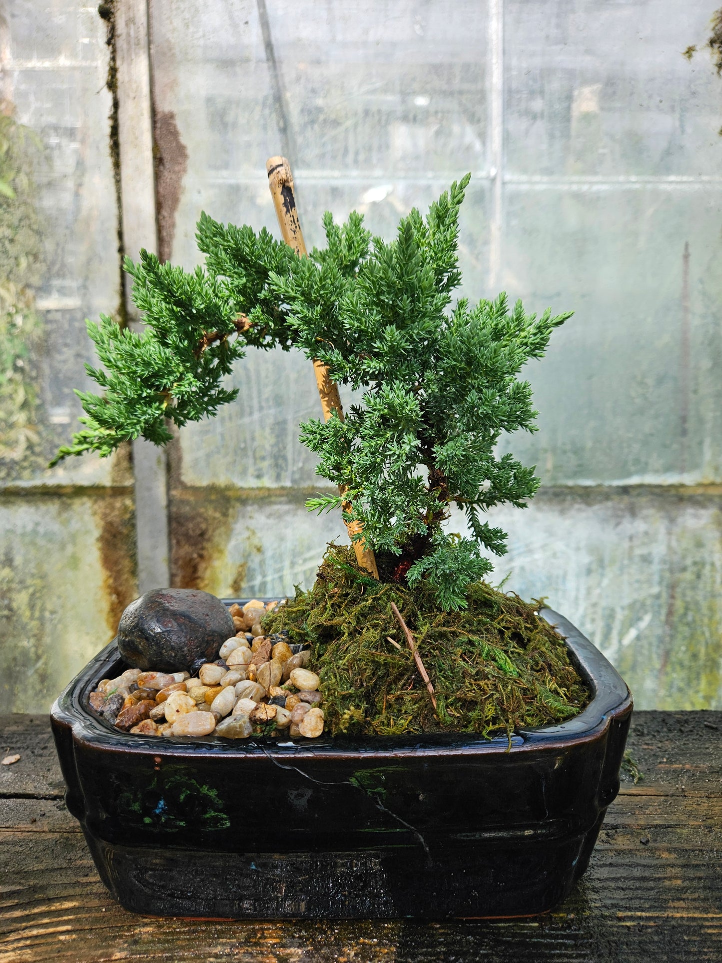Juniper Bonsai Tree