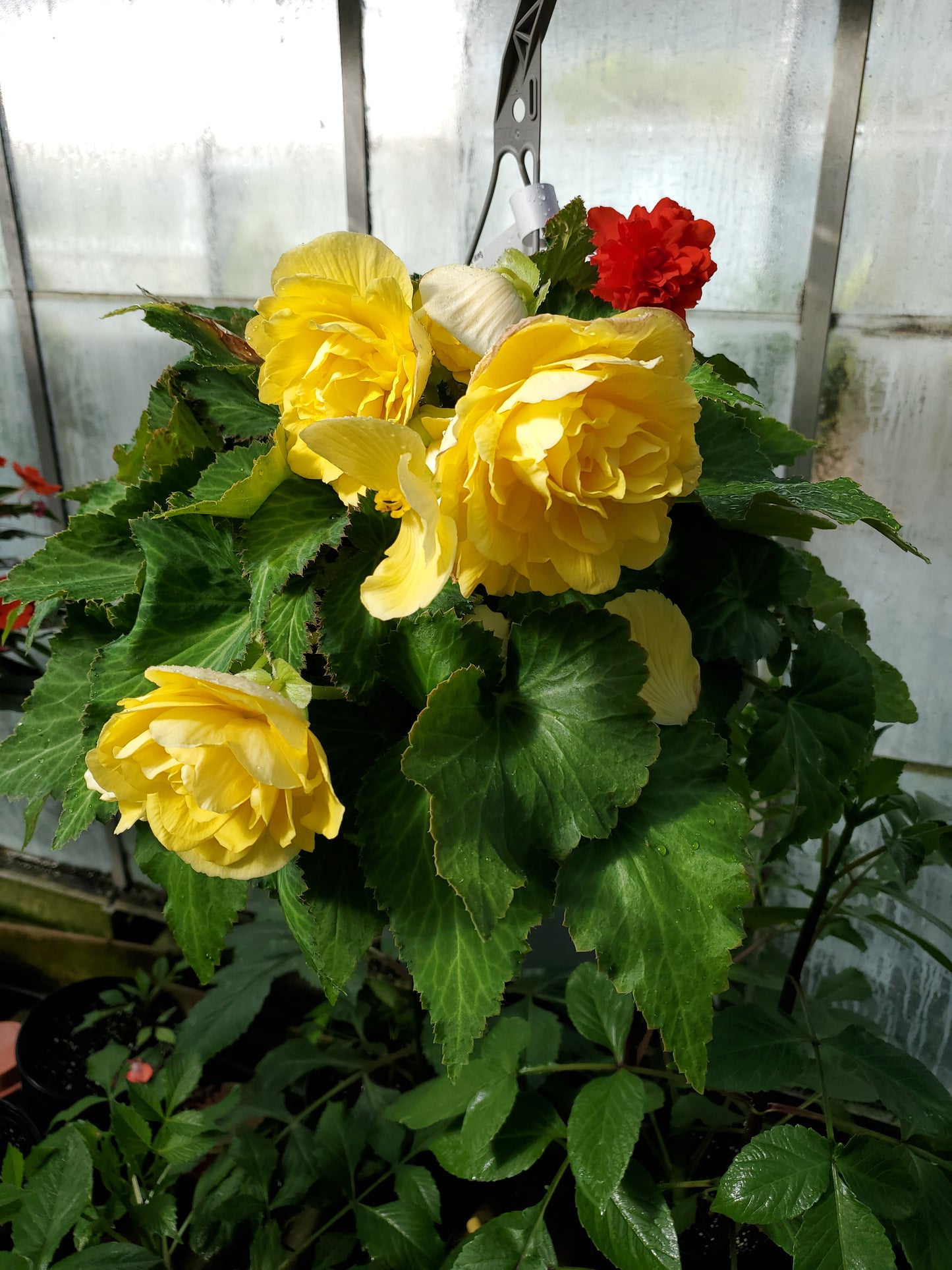 Blooming Hanging Plant 10" Begonia
