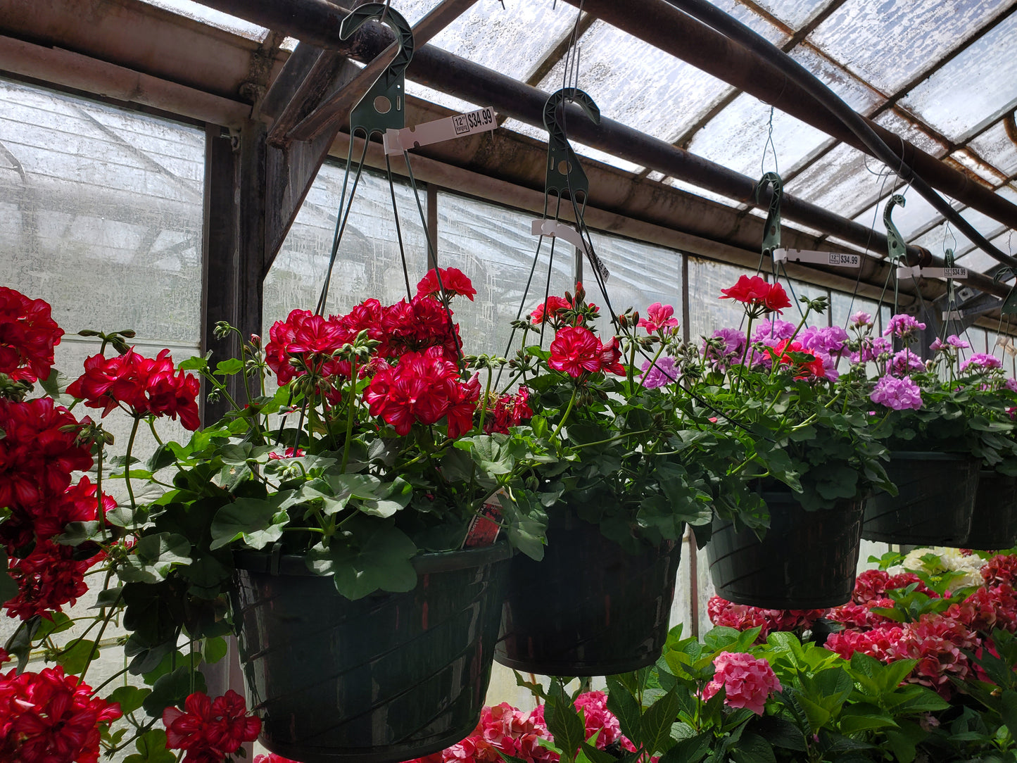 HANGING BLOOMING PLANT 12" GERANIUM