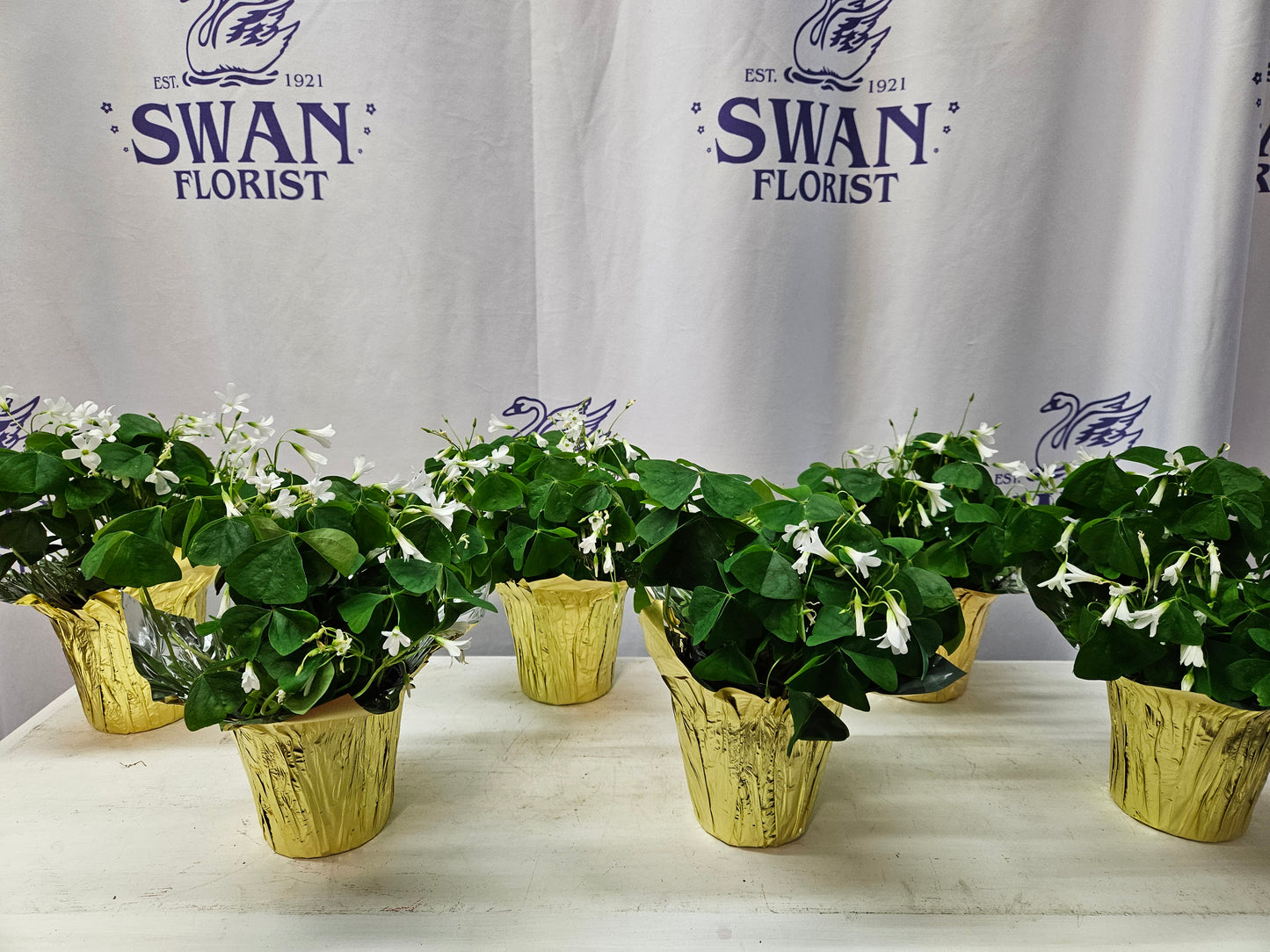 Shamrock Plants