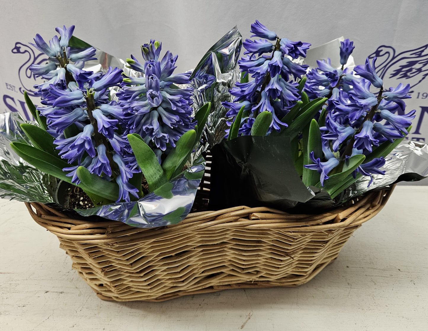Hyacinth Plant in a double basket
