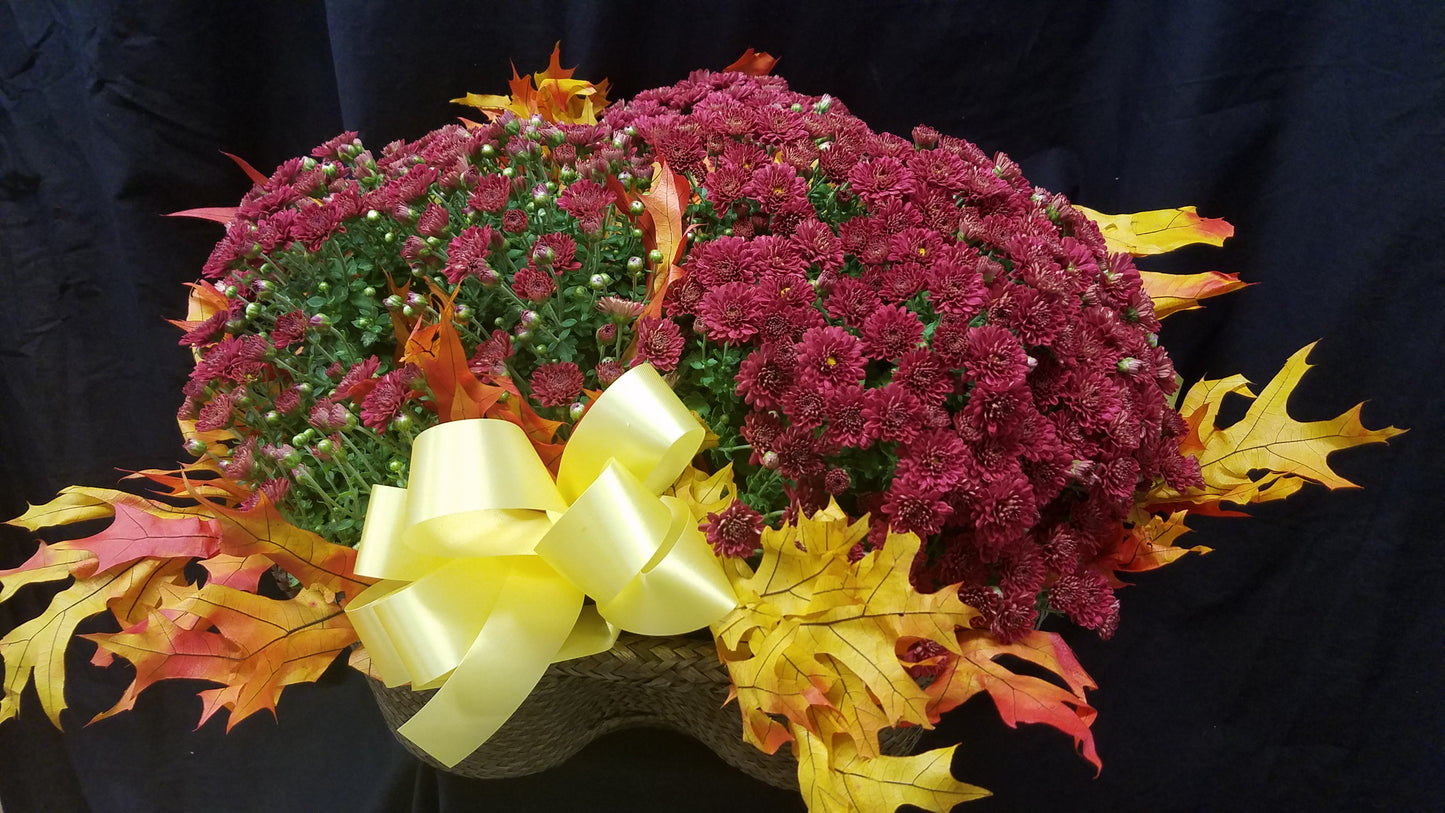 Garden Mum Plant in Triple Basket