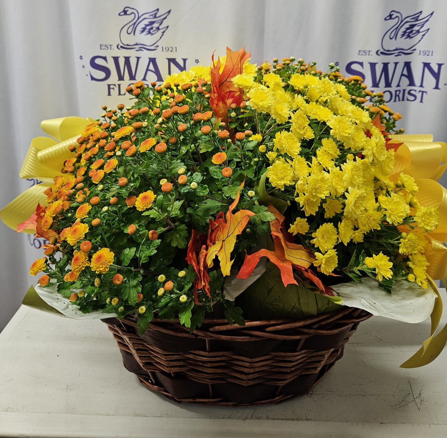 Garden Mum Plant in Triple Basket