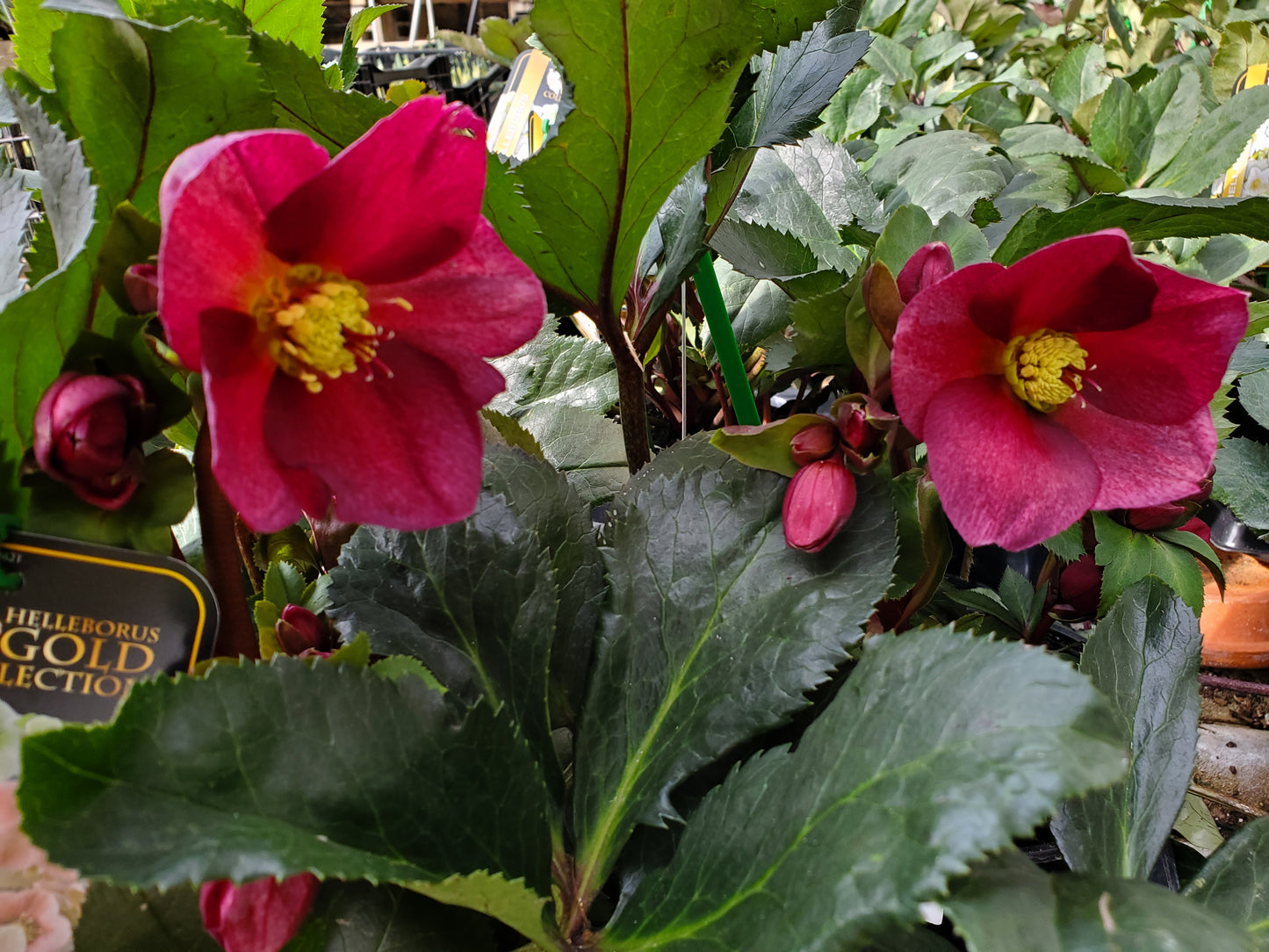 Helleborus Plant