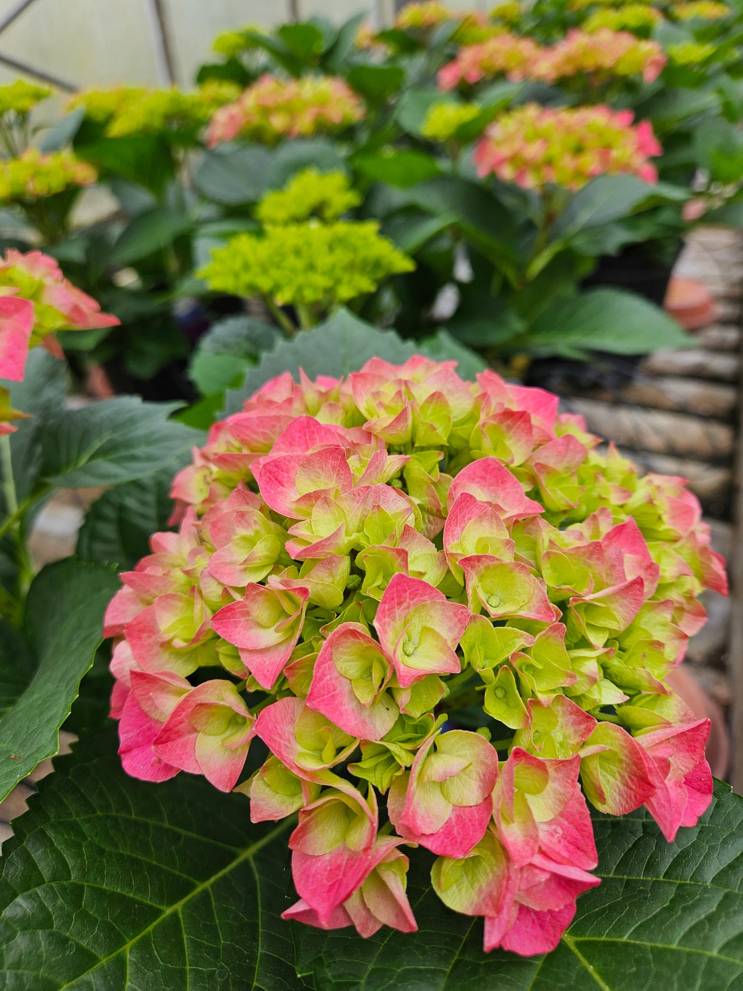 Pink Hydrangea Macrophylla Plant