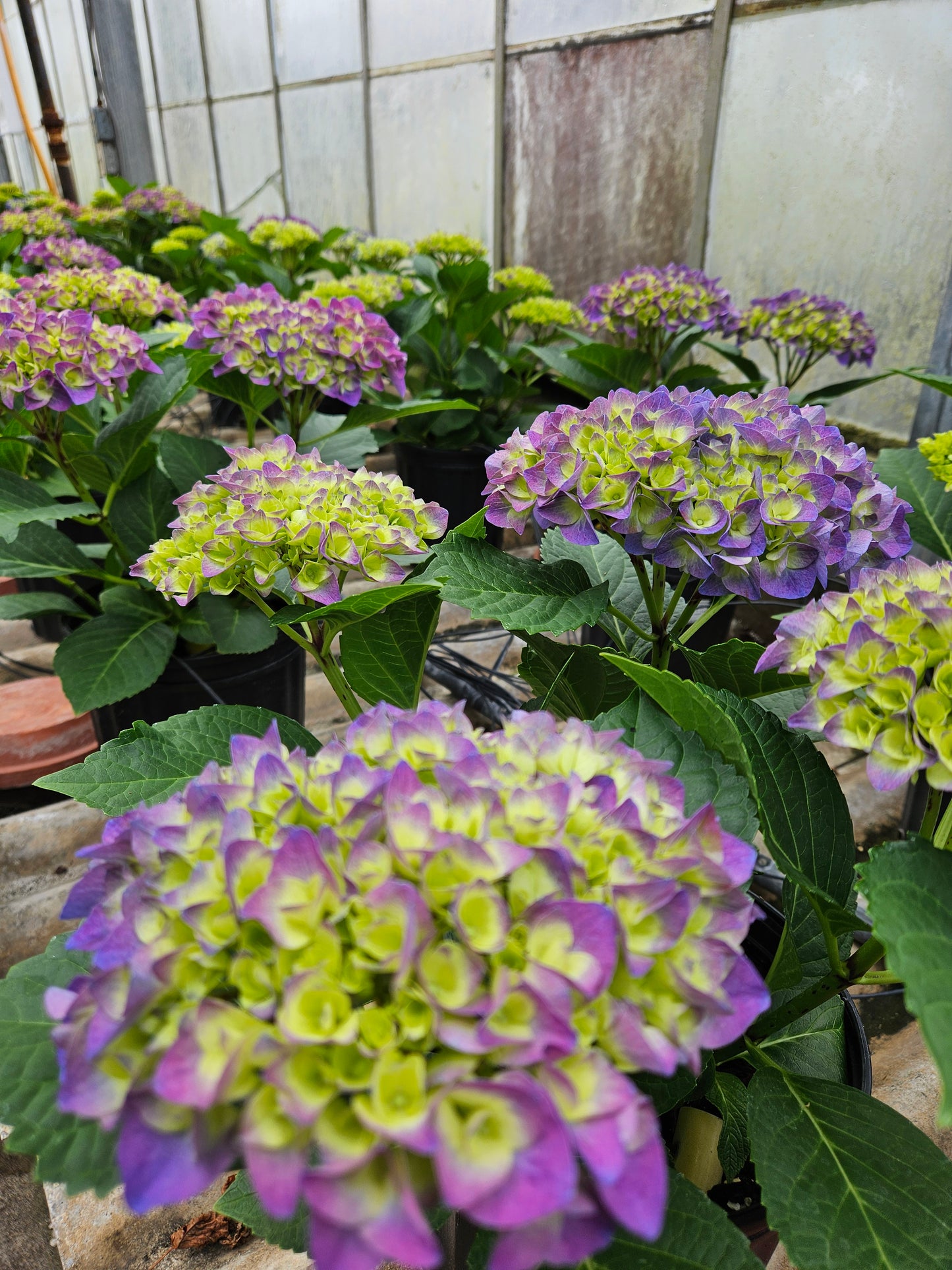 Purple Hydrangea Macrophylla Plant