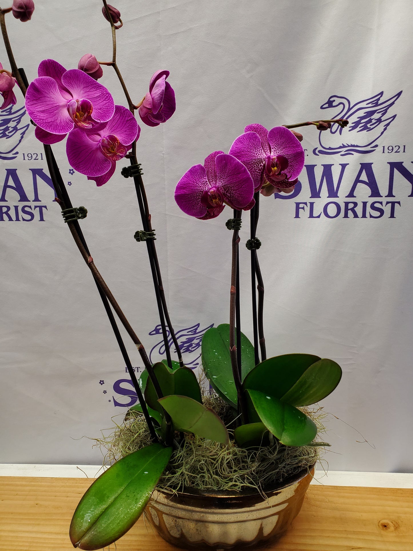 Orchid Plant in Ceramic