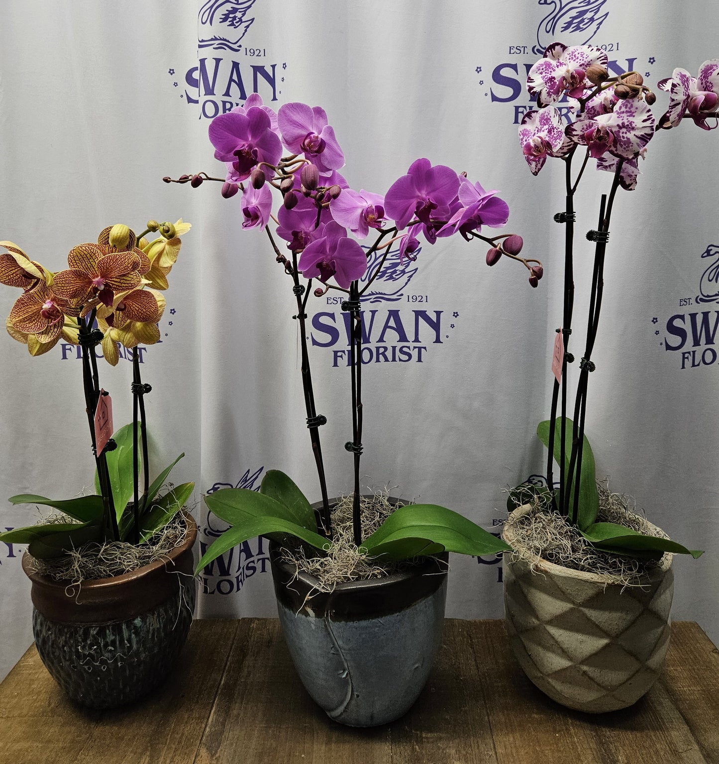 Orchid Plant in ceramic