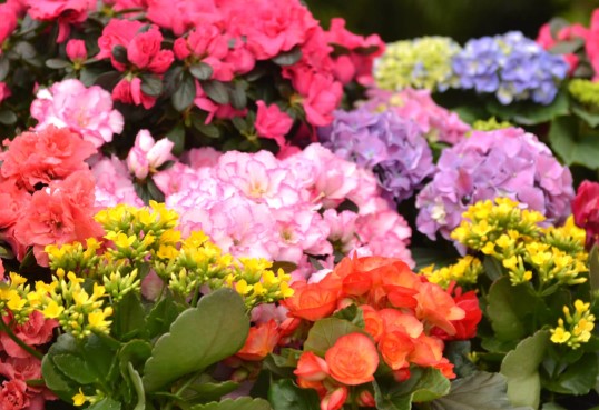 Blooming Plants for 3, 6, or 12 Months – SWAN FLORAL & GIFT SHOP INC, Erlanger KY