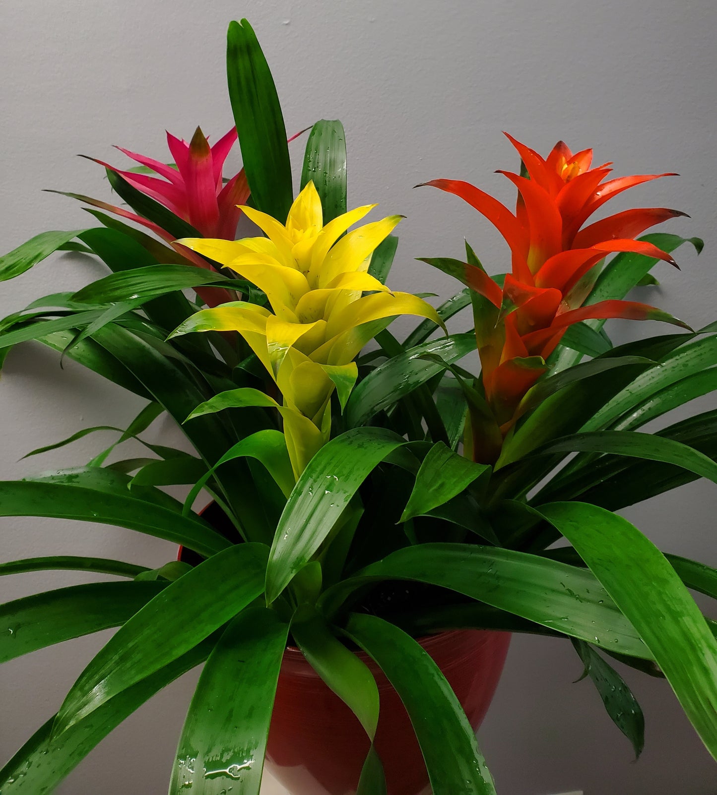 6" Bromeliad – SWAN FLORAL & GIFT SHOP INC, Erlanger KY