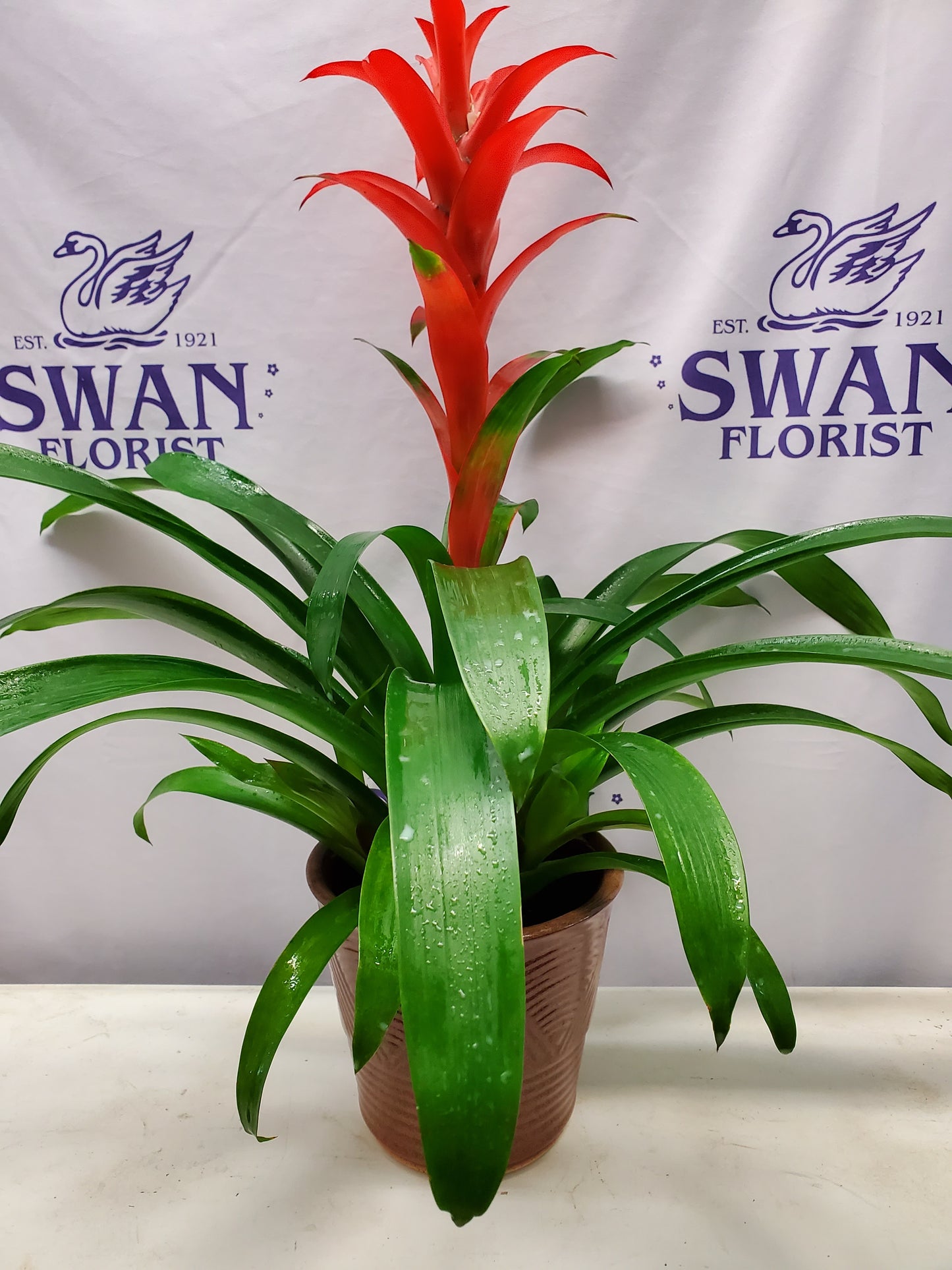 6" Bromeliad – SWAN FLORAL & GIFT SHOP INC, Erlanger KY