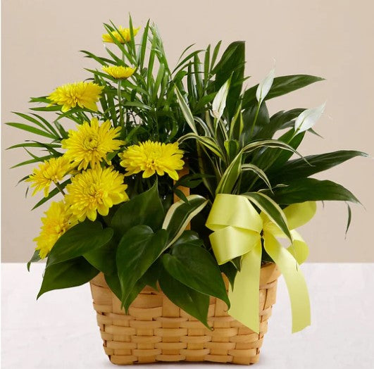 Loving Light DIshgarden – SWAN FLORAL & GIFT SHOP INC, Erlanger KY