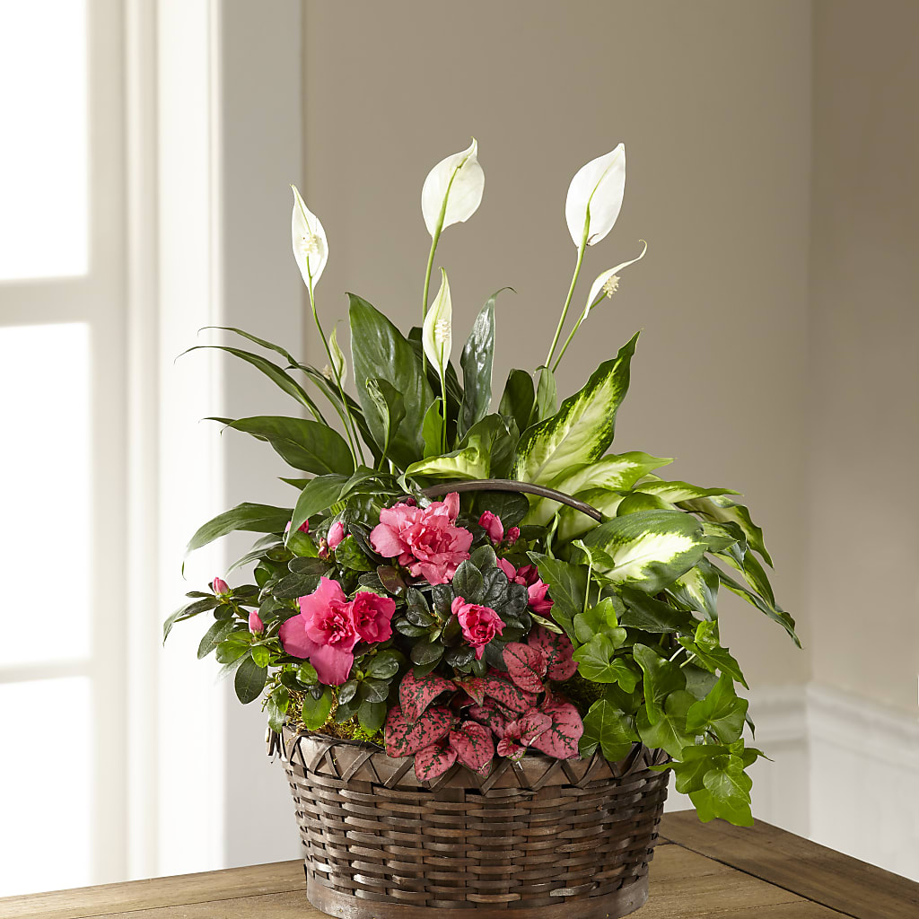 Dream in Pink Dishgarden – SWAN FLORAL & GIFT SHOP INC, Erlanger KY