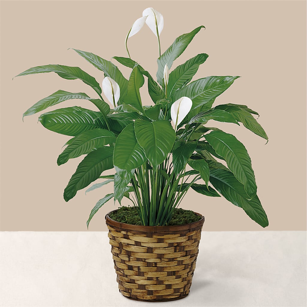 Tranquil Moments Peace Lily Plant – SWAN FLORAL & GIFT SHOP INC, Erlanger KY