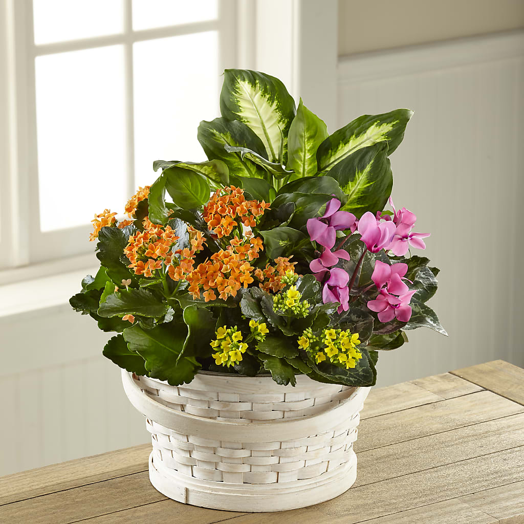 Color Crush Dishgarden – SWAN FLORAL & GIFT SHOP INC, Erlanger KY