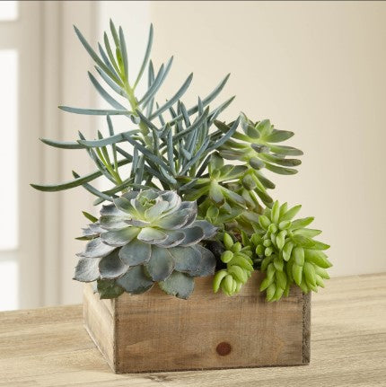 Southwest Succulent Dishgarden – SWAN FLORAL & GIFT SHOP INC, Erlanger KY