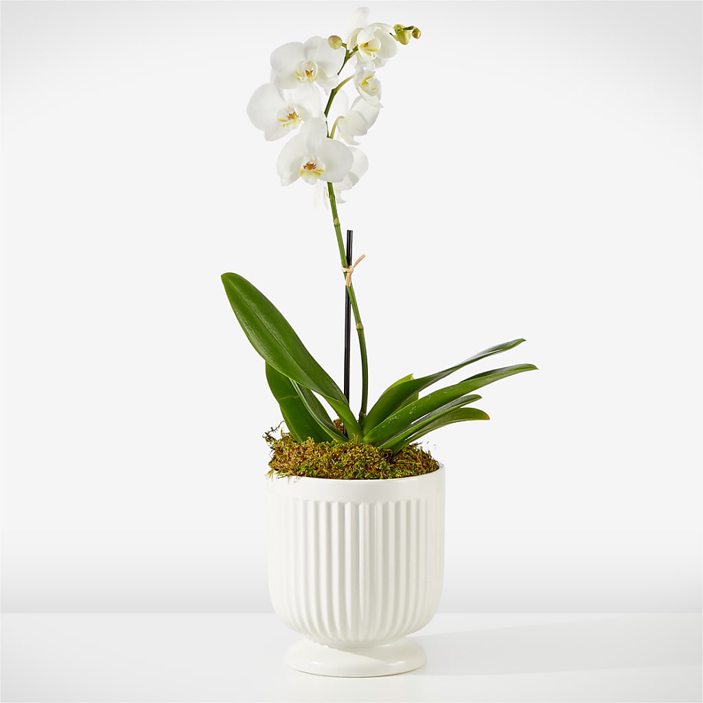 Whispering White Orchid – SWAN FLORAL & GIFT SHOP INC, Erlanger KY