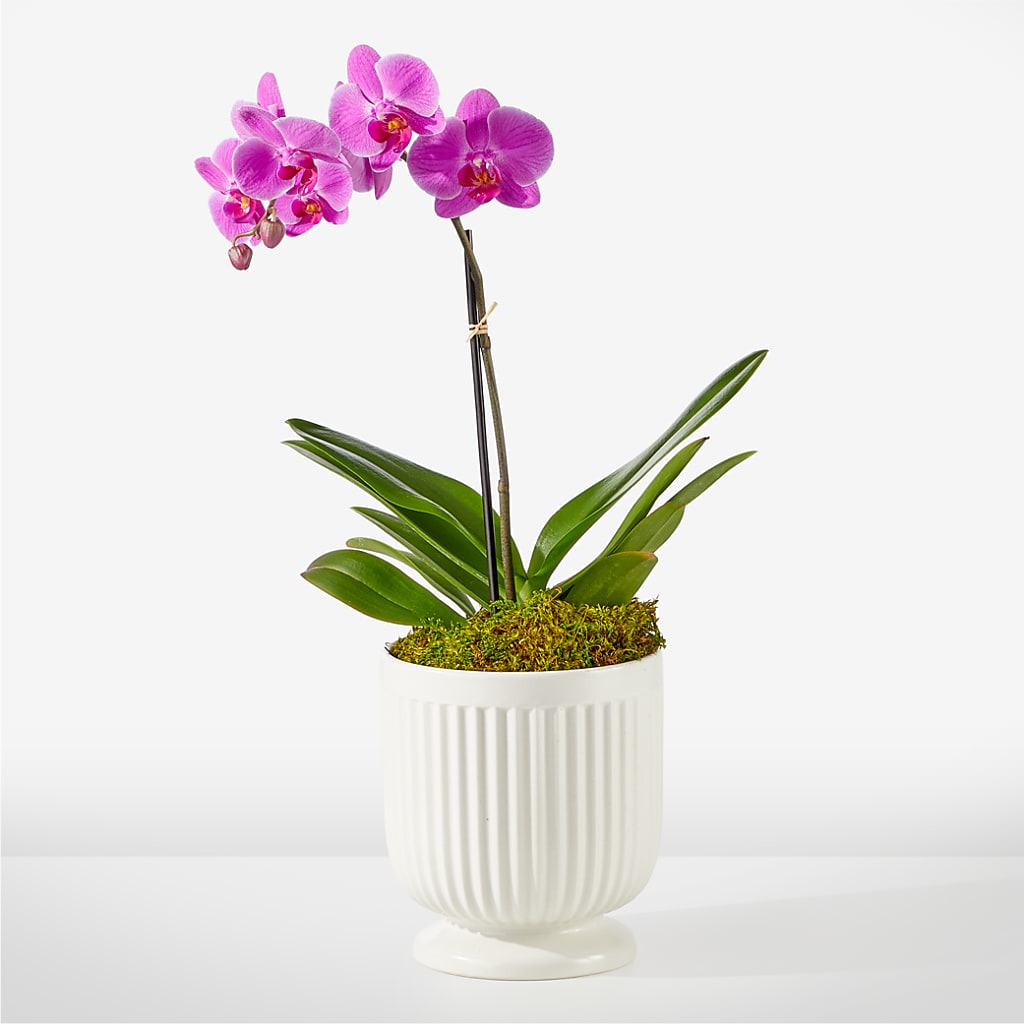 Friendly Fuchsia Orchid – SWAN FLORAL & GIFT SHOP INC, Erlanger KY