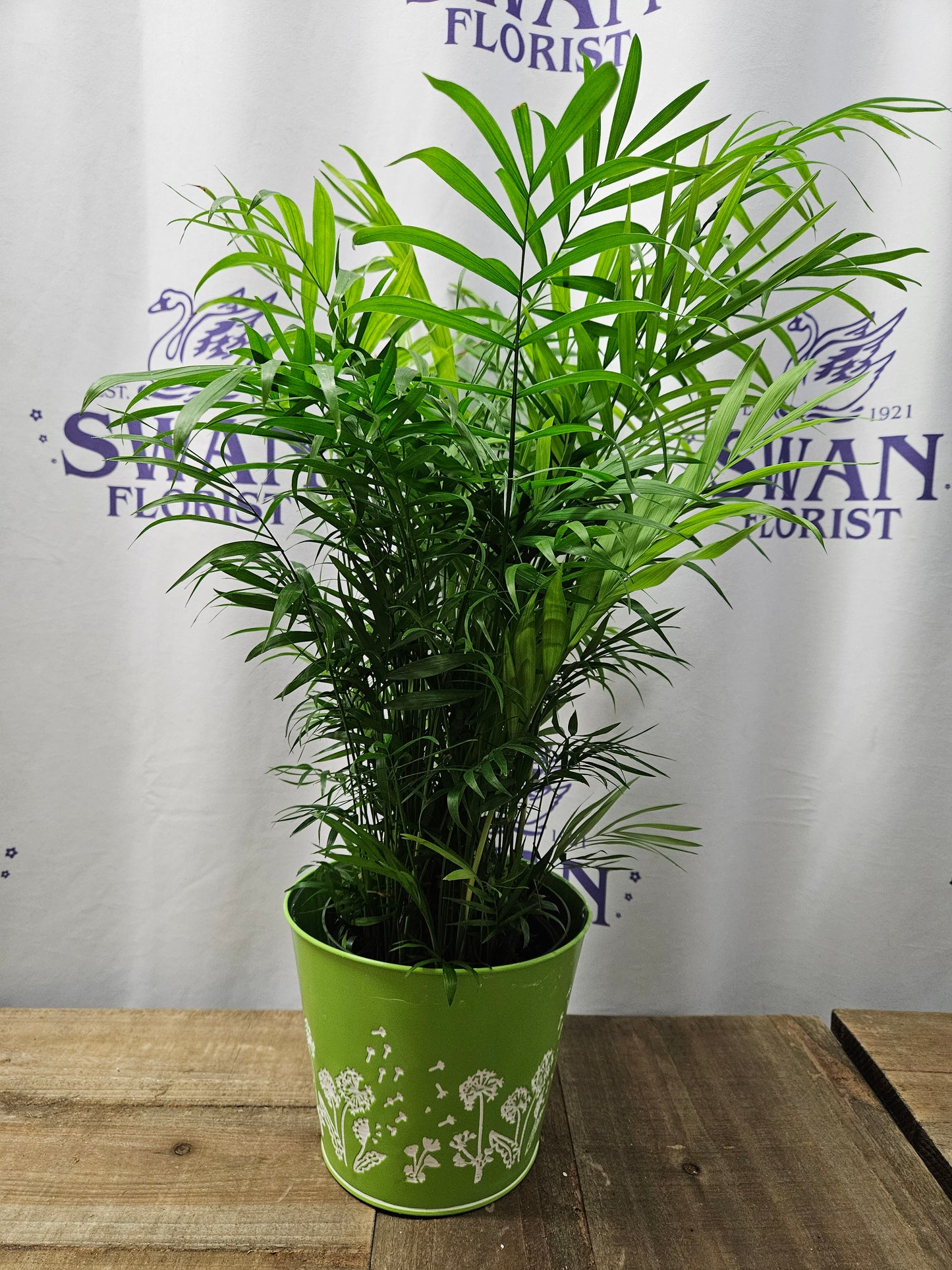 Citrus Delight Plant