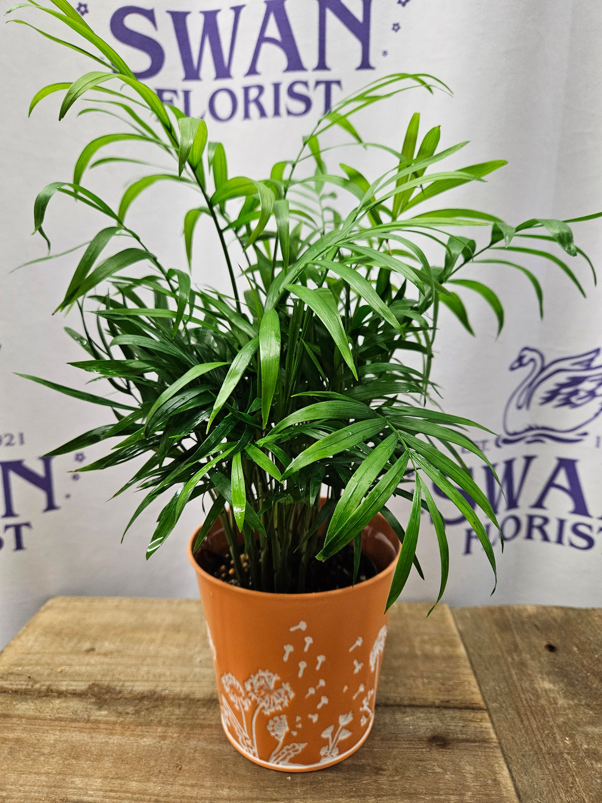 Citrus Delight Plant – SWAN FLORAL & GIFT SHOP INC, Erlanger KY