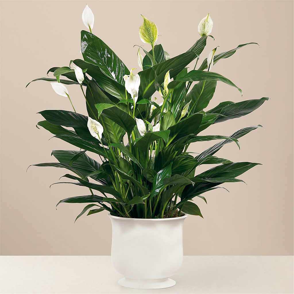 Comfort Planter – SWAN FLORAL & GIFT SHOP INC, Erlanger KY