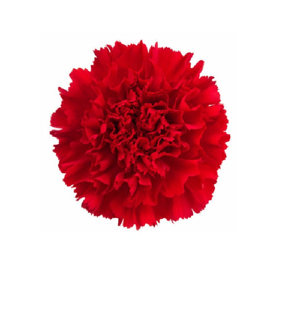 Add 3 Carnations – SWAN FLORAL & GIFT SHOP INC, Erlanger KY