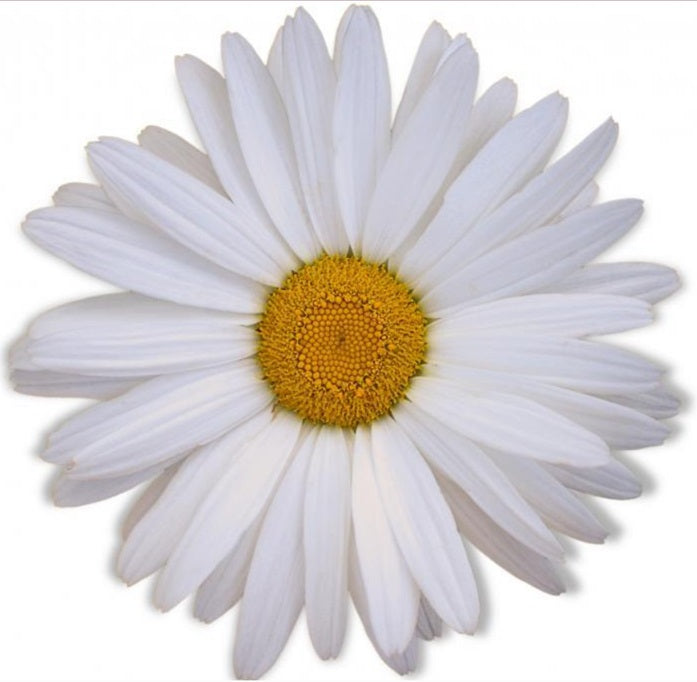 Add 3 Daisies – SWAN FLORAL & GIFT SHOP INC, Erlanger KY
