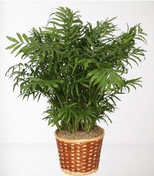 Palm Plant – SWAN FLORAL & GIFT SHOP INC, Erlanger KY