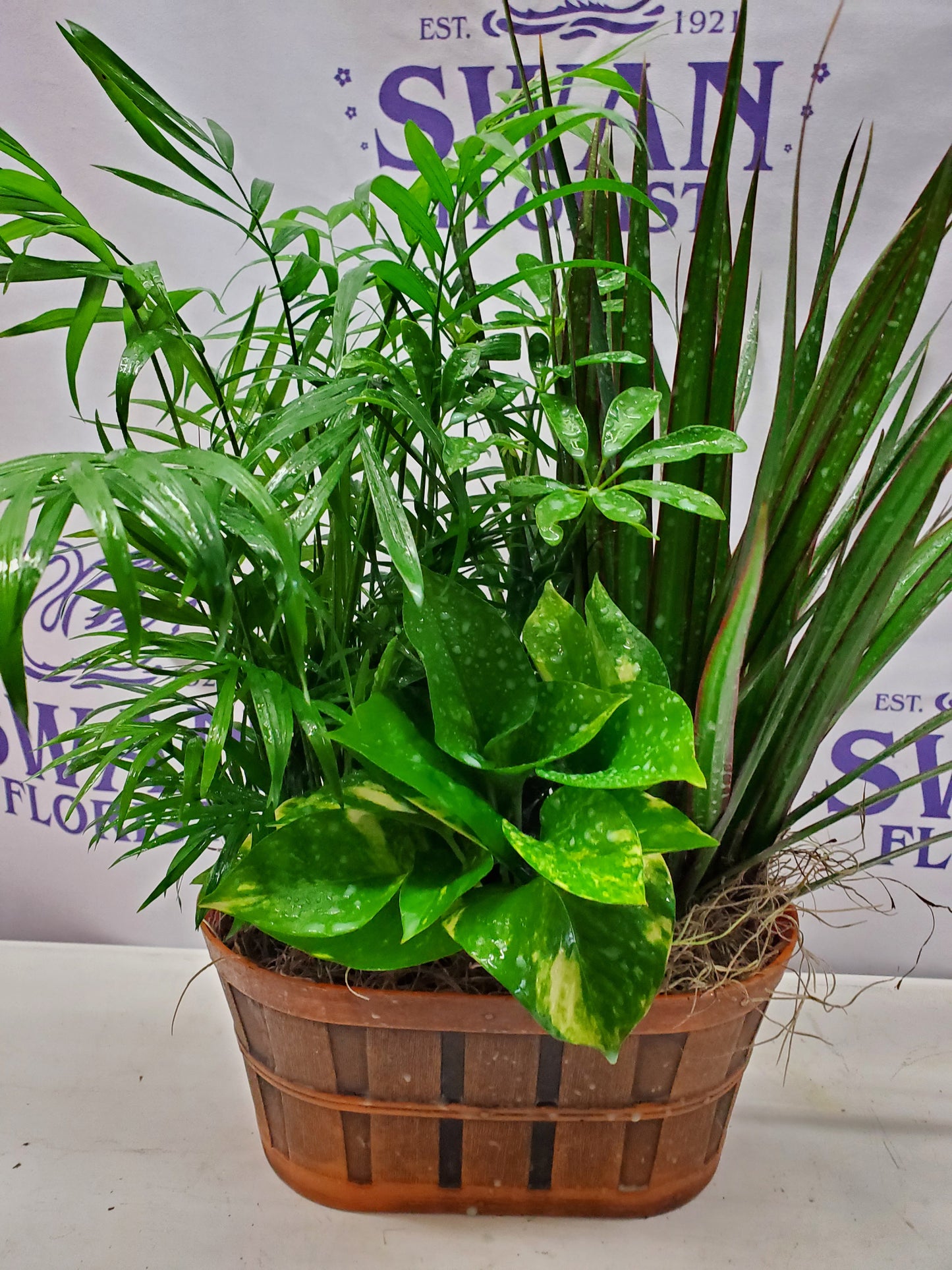 Country Charm Dishgarden