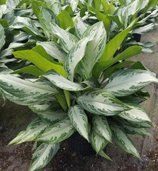 Aglaonema - Chinese Evergreen Plant – SWAN FLORAL & GIFT SHOP INC, Erlanger KY