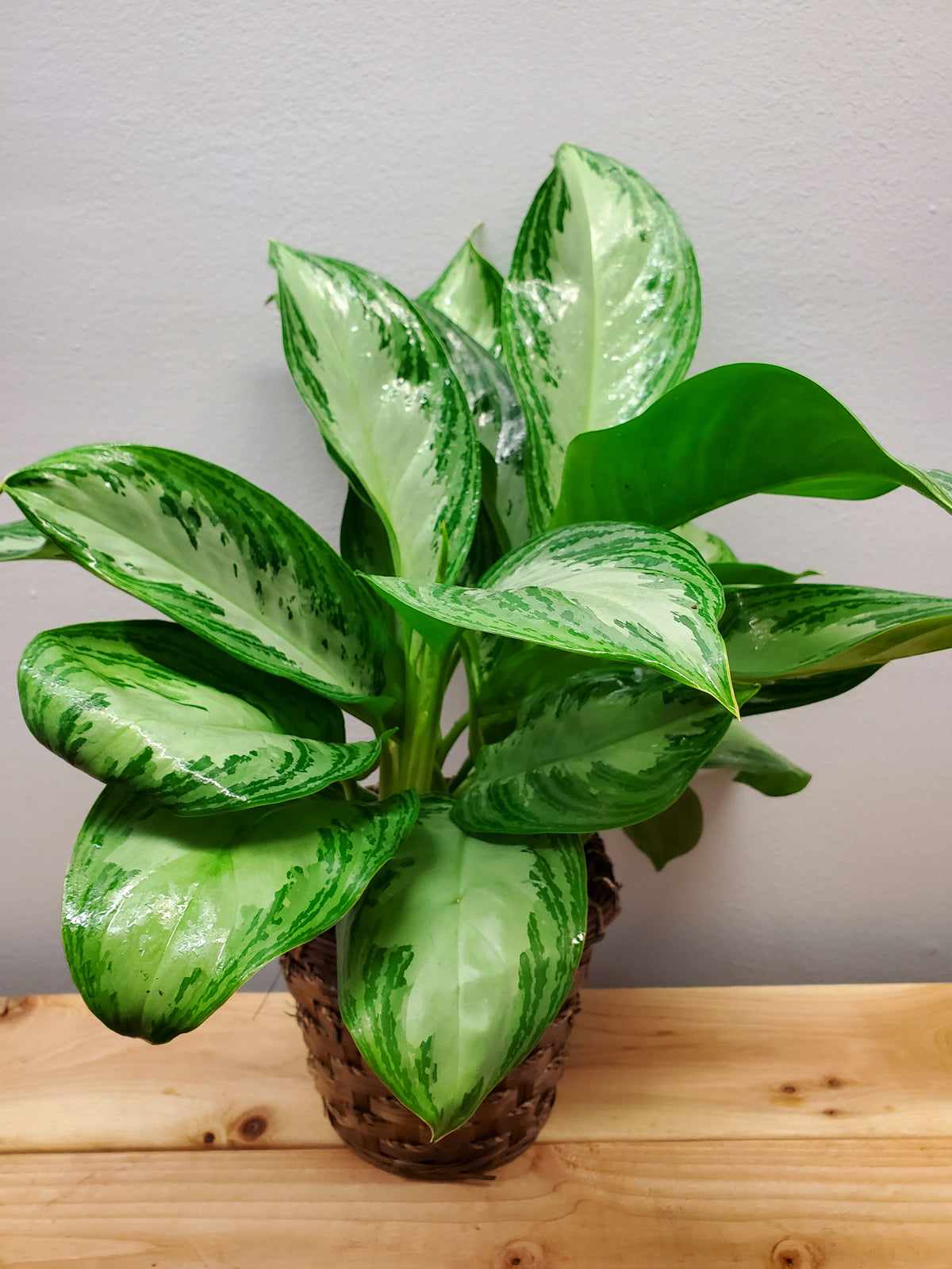 Aglaonema - Chinese Evergreen Plant – SWAN FLORAL & GIFT SHOP INC, Erlanger KY