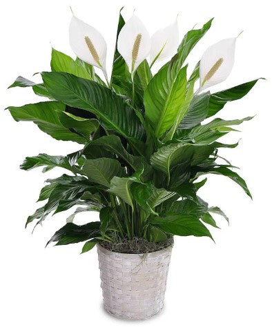 Peace Lily Plant