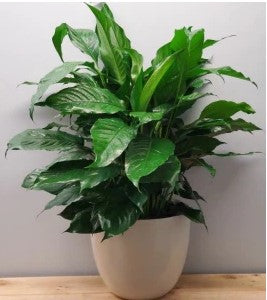 Peace Lily Plant – SWAN FLORAL & GIFT SHOP INC, Erlanger KY