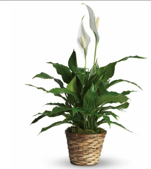 Peace Lily Plant – SWAN FLORAL & GIFT SHOP INC, Erlanger KY