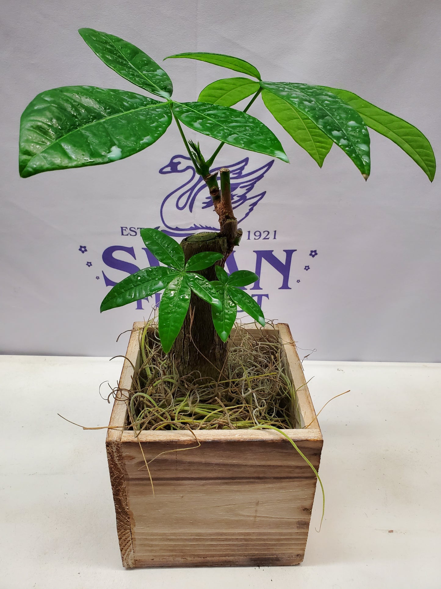 Peace & Prosperity Money Tree