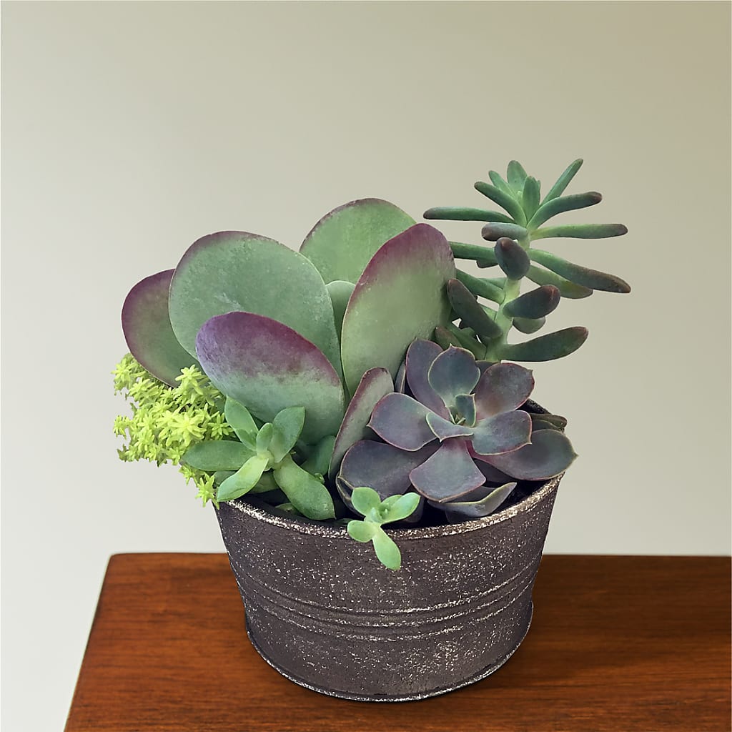 Lush Succulent Garden – SWAN FLORAL & GIFT SHOP INC, Erlanger KY