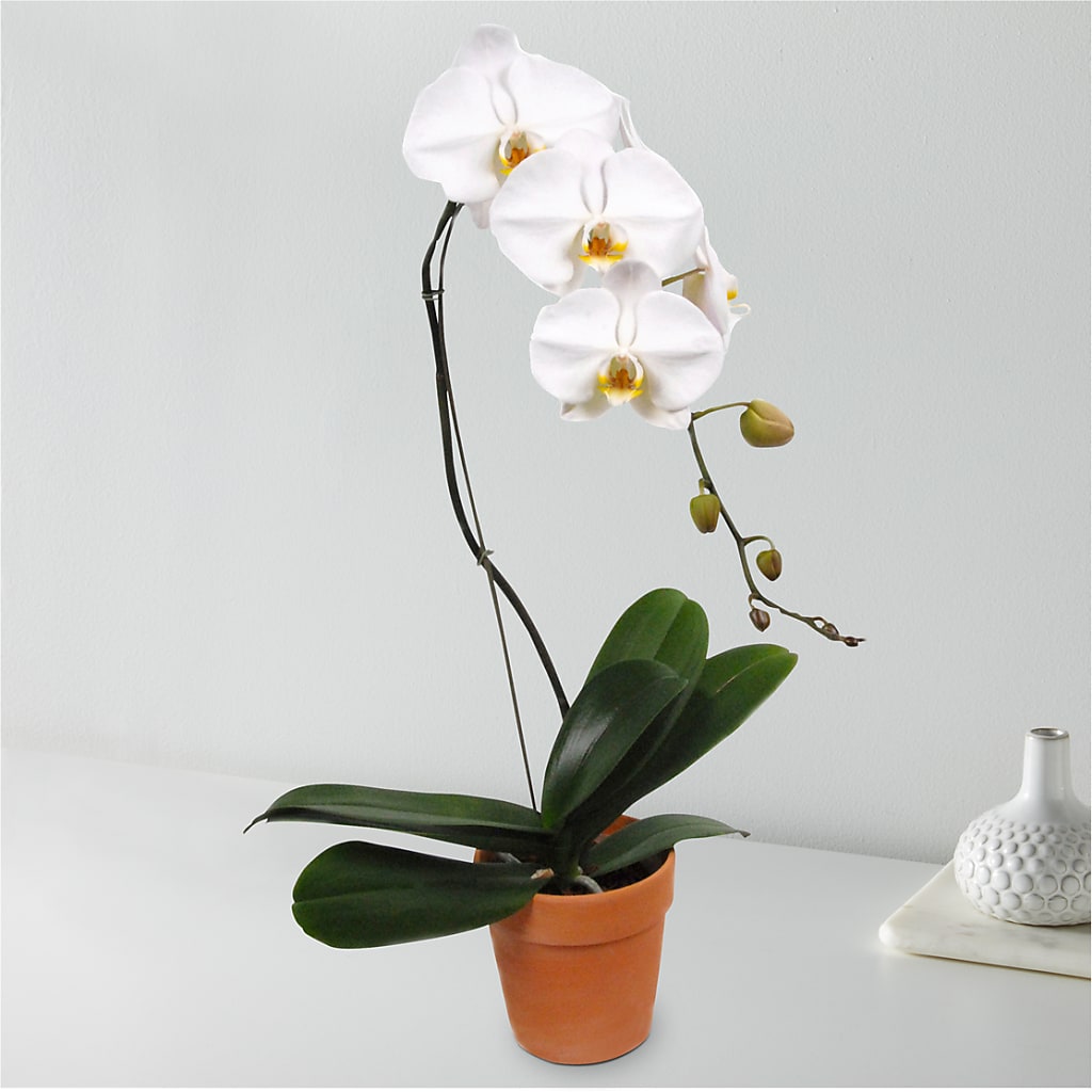 White Cascading Orchid – SWAN FLORAL & GIFT SHOP INC, Erlanger KY