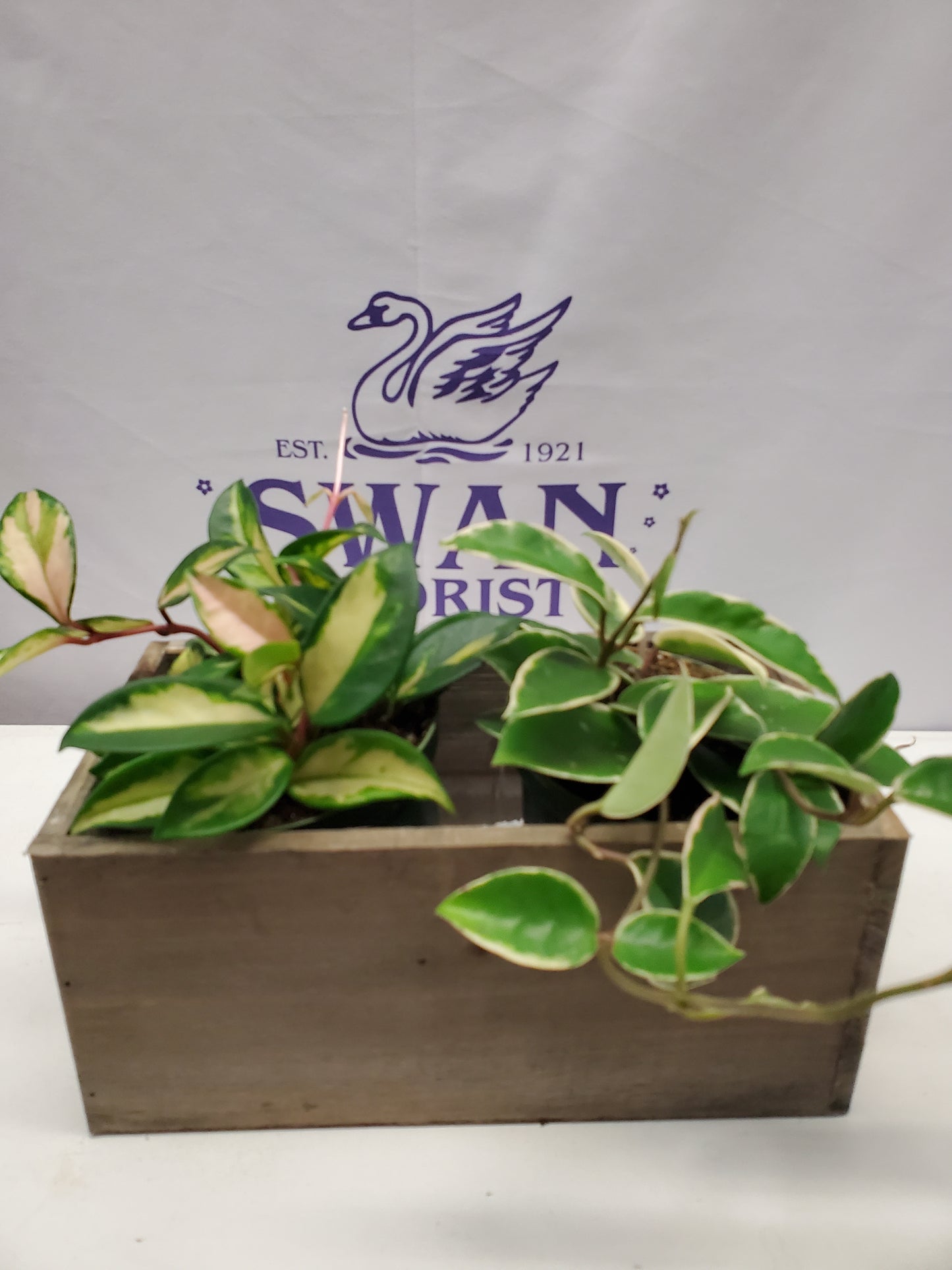 Hot Hoya Plant