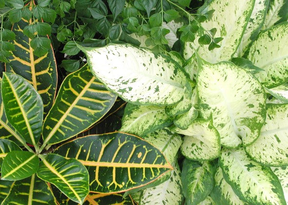 Best 6" Green Plant – SWAN FLORAL & GIFT SHOP INC, Erlanger KY