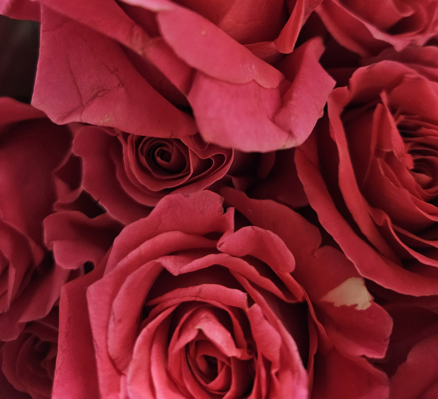 Long Stem Hot Pink Rose Bouquet