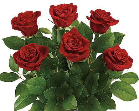 Half Dozen Red Roses – SWAN FLORAL & GIFT SHOP INC, Erlanger KY