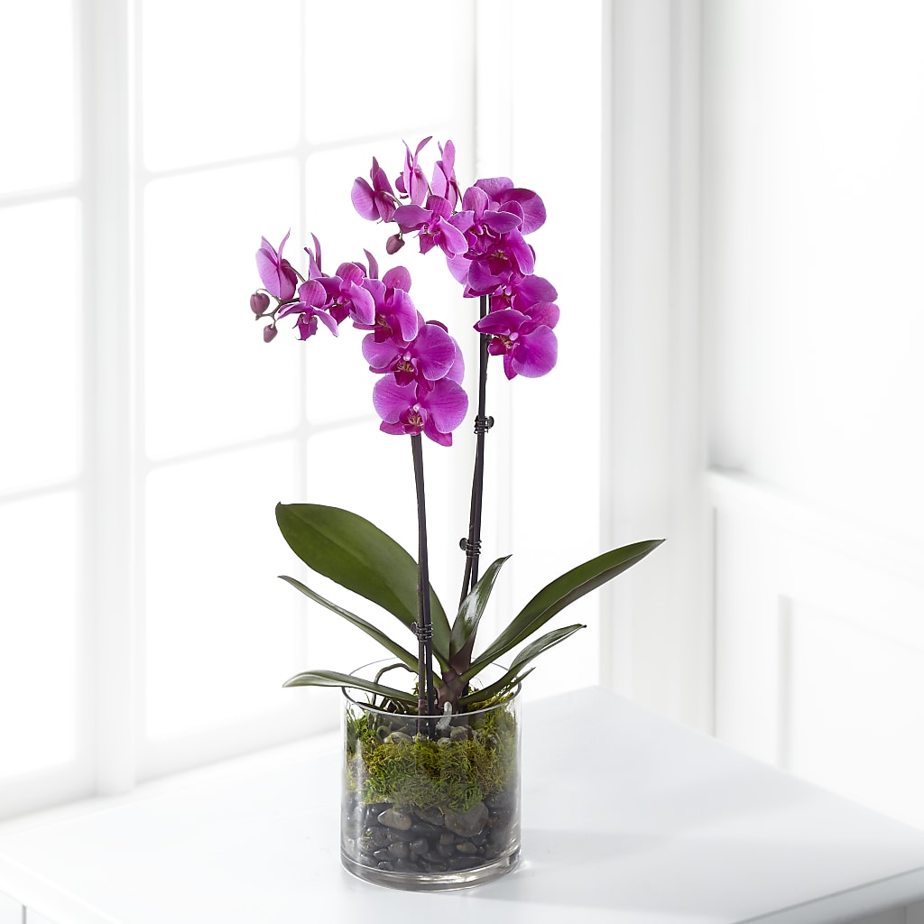 Pink Orchid Plant – SWAN FLORAL & GIFT SHOP INC, Erlanger KY