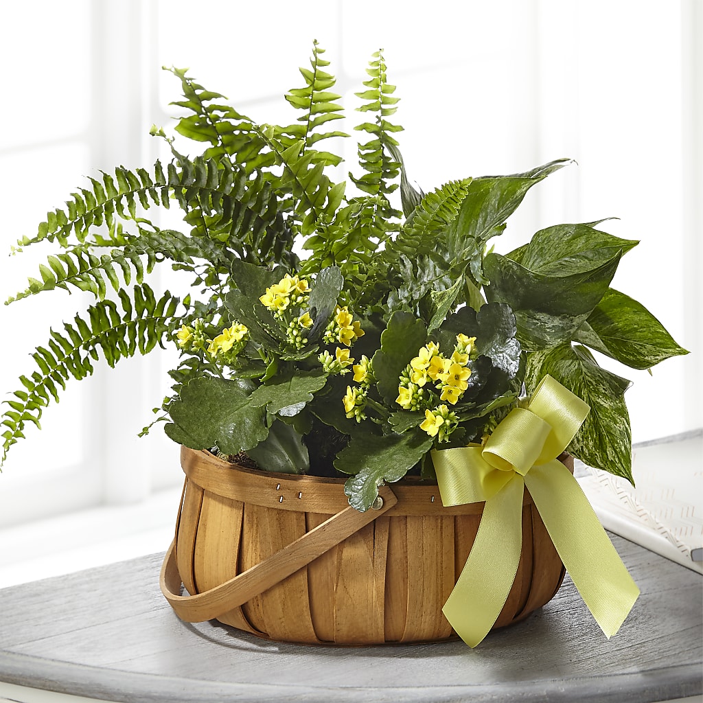 Always Dear Dishgarden – SWAN FLORAL & GIFT SHOP INC, Erlanger KY