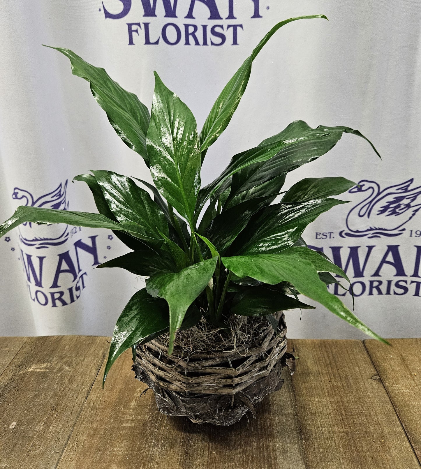 Silver Mist Peace Lily