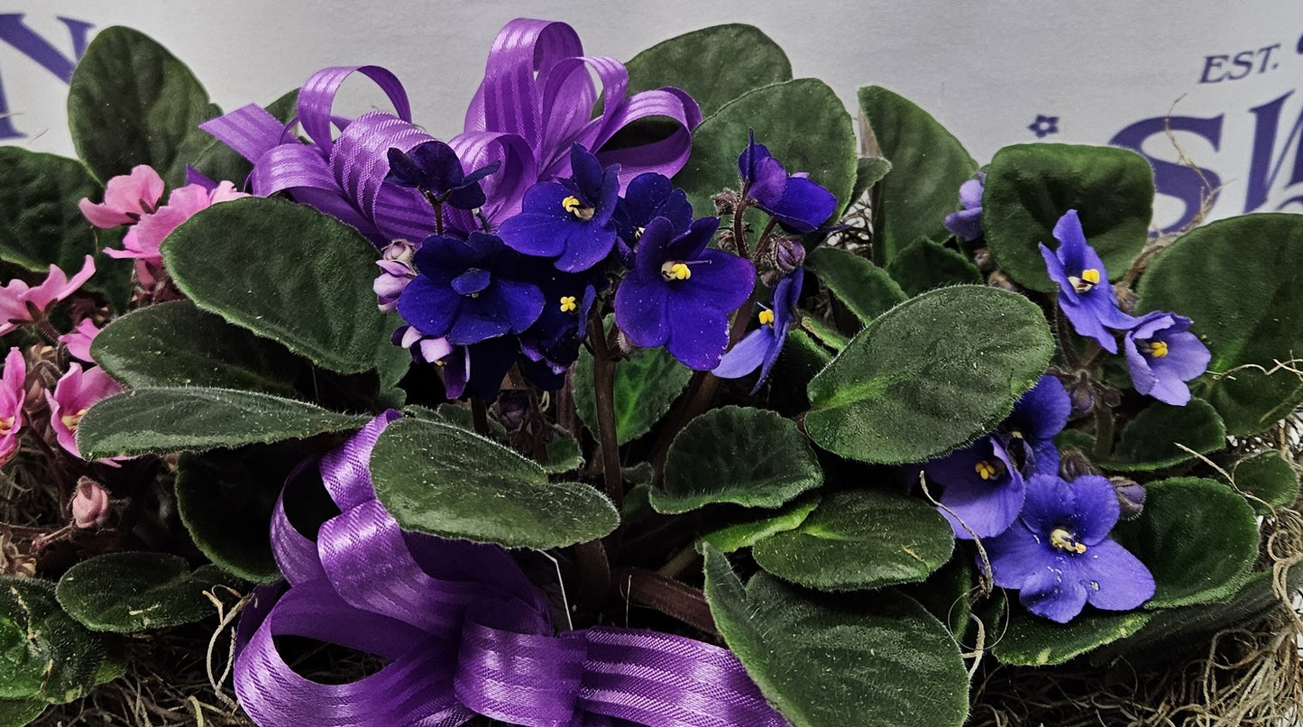 Sweet Violets