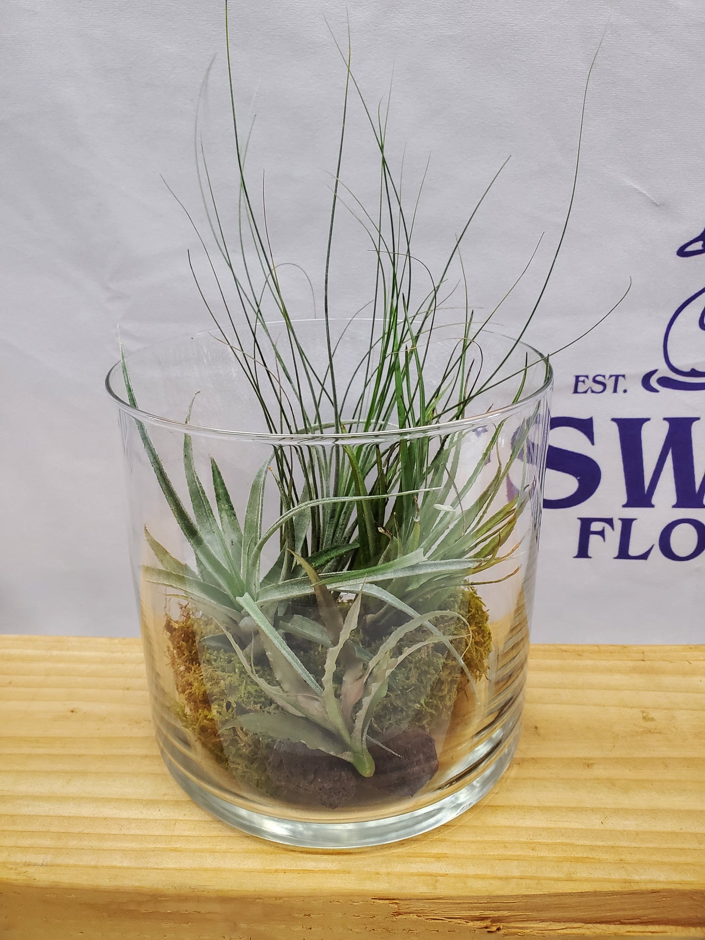 Tranquil Airplants
