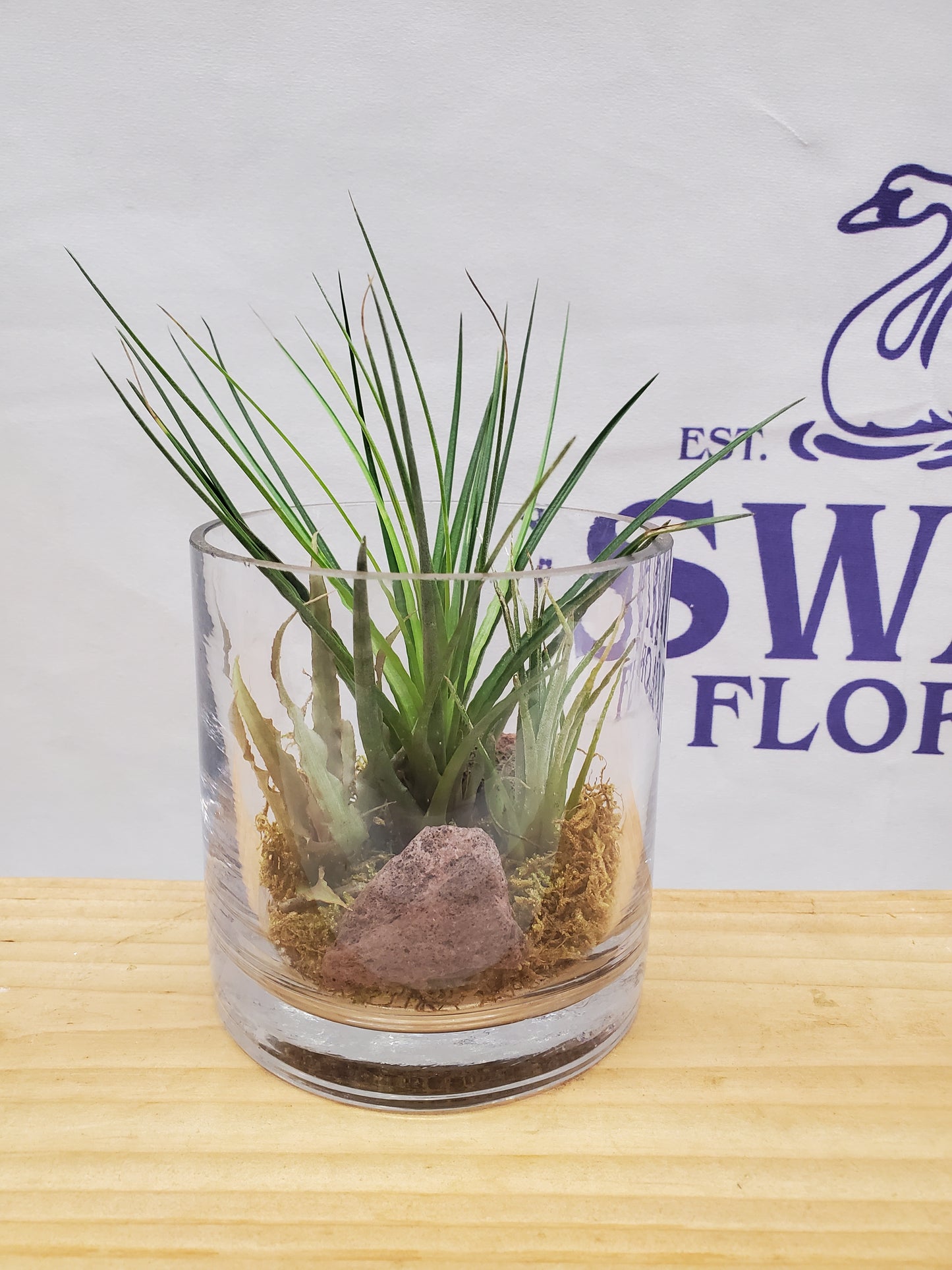 Tranquil Airplants – SWAN FLORAL & GIFT SHOP INC, Erlanger KY